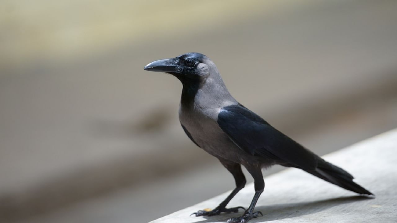 Crow: কোন দেশের কাক পড়ে থাকা সিগারেট কুড়িয়ে নেওয়া শিখছে?