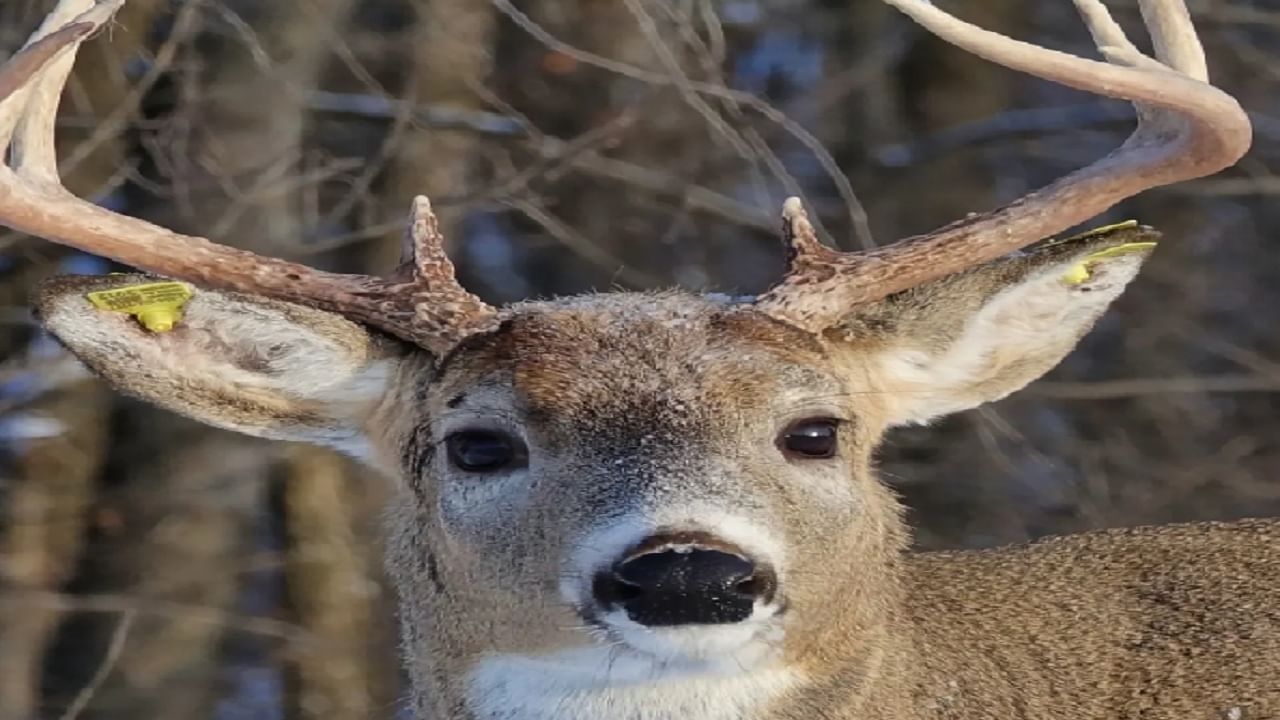 Coronavirus in animals: Deer are also being attacked by Omicron! Says a recent survey ...