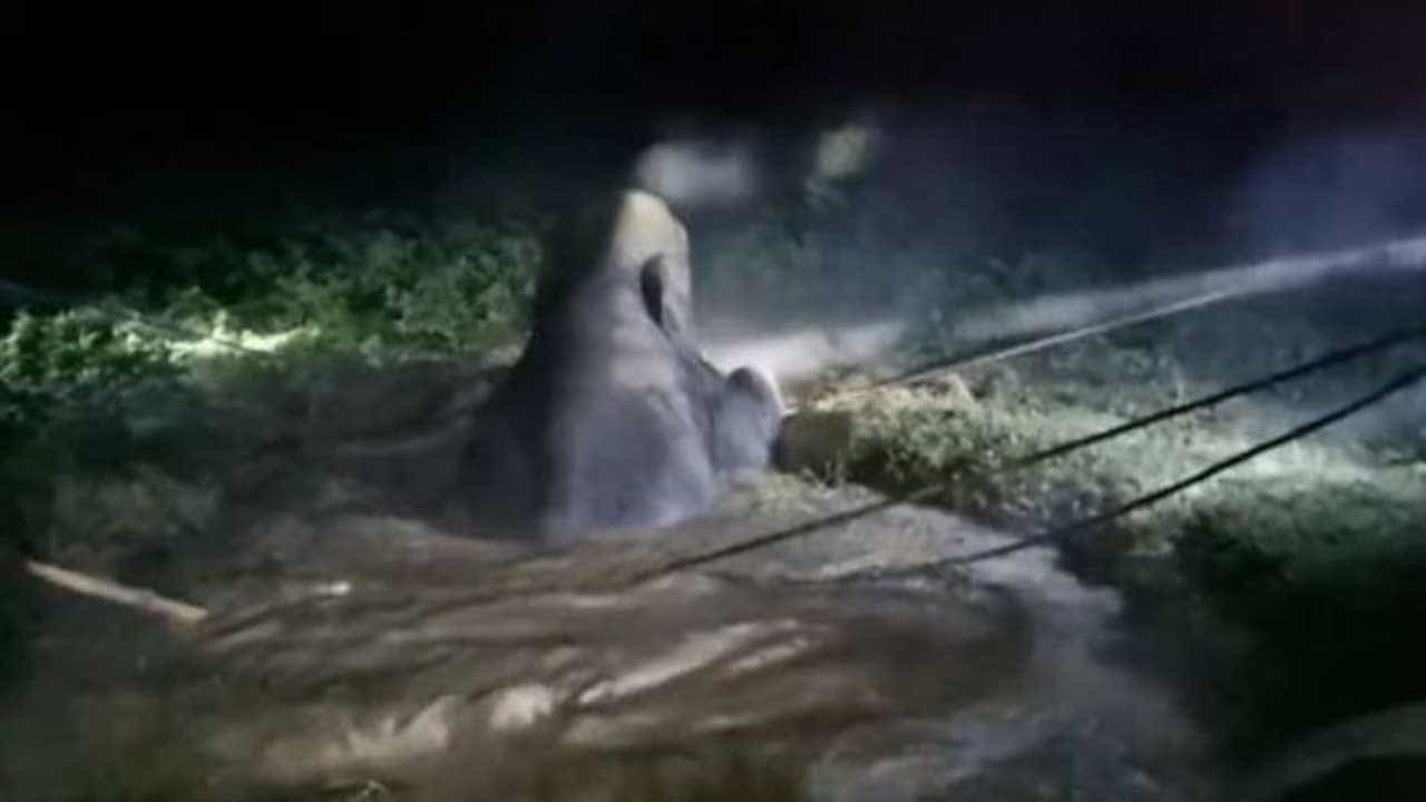 Viral Video: গর্তে পড়ে গিয়েছে হাতি, আর্কিমিডিসের সূত্র মেনে উদ্ধার করলেন বনকর্মীরা, দেখুন ভিডিয়ো