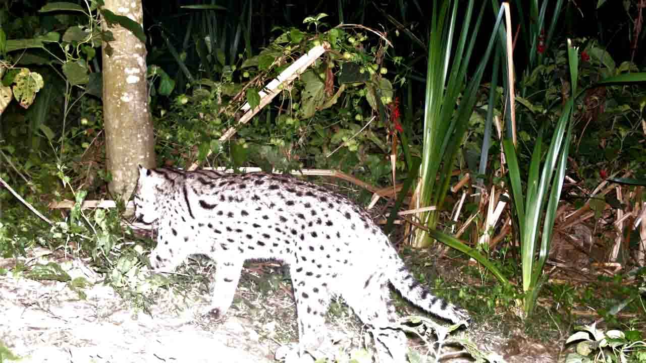 Fishing Cat: কাঁটাতার পেরিয়ে সন্ধে-রাতে ‘তারা’ আসে, ‘ফিশিং ক্যাট ফেব্রুয়ারি’তে রাজ্যপ্রাণী বাঘরোল নিয়ে বিশেষজ্ঞ কলাম