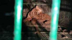 Kultali Tiger: এক রাতেই খেল শেষ! ছাগল দেখে লকলকে জিভ, পা বাড়াতেই ফাঁদে রয়্যাল বেঙ্গল