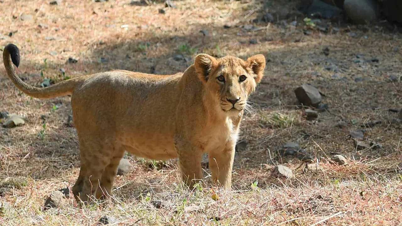 Viral Video: গ্রামের রাস্তায় সিংহীর মুখোমুখি দুই বাইক আরোহী! তারপর... দেখুন ভাইরাল ভিডিয়ো Viral Video: গ্রামের রাস্তায় সিংহীর মুখোমুখি দুই বাইক আরোহী! তারপর... দেখুন ভাইরাল ভিডিয়ো