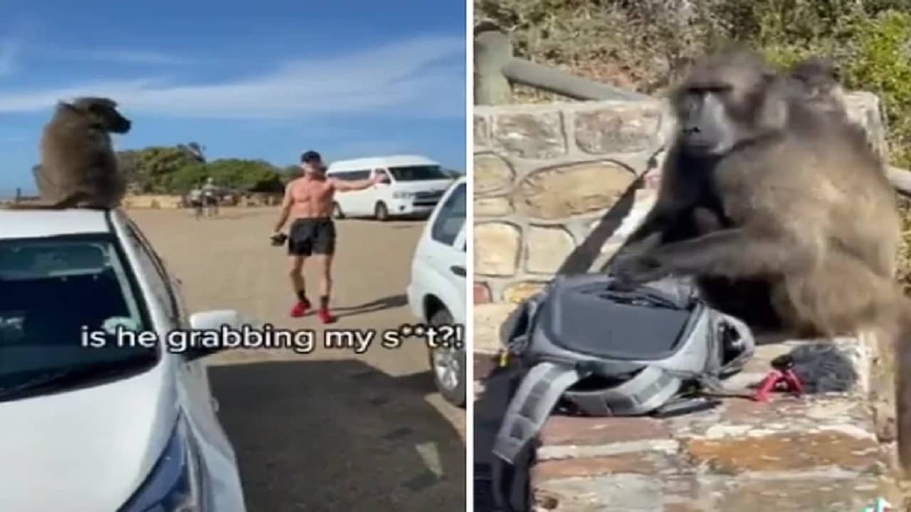 Viral Video: শেষমেষ হনুমানদের খপ্পরে পড়ে সর্বস্ব খোয়ালেন এই ইউটিউবার! ভিডিয়ো শেয়ার হতেই ভাইরাল সোশ্যাল মিডিয়ায়