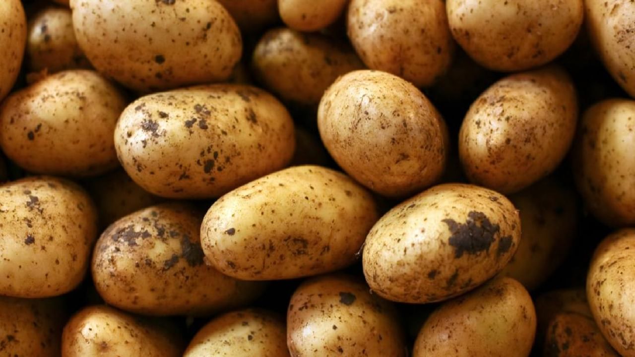Potato Price Rise: আলু কিনতে গিয়ে পকেটে ছ্যাঁকা লাগছে? পিছনের কারণ শুনলে চমকে উঠবেন