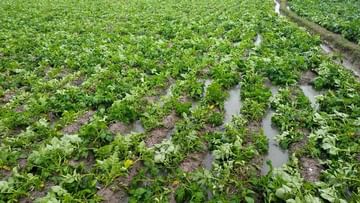 Rain Damage Potato Cultivation: অকালবৃষ্টিতে ক্ষতিগ্রস্ত আরামবাগের আলুচাষ, মাথায় হাত চাষীদের