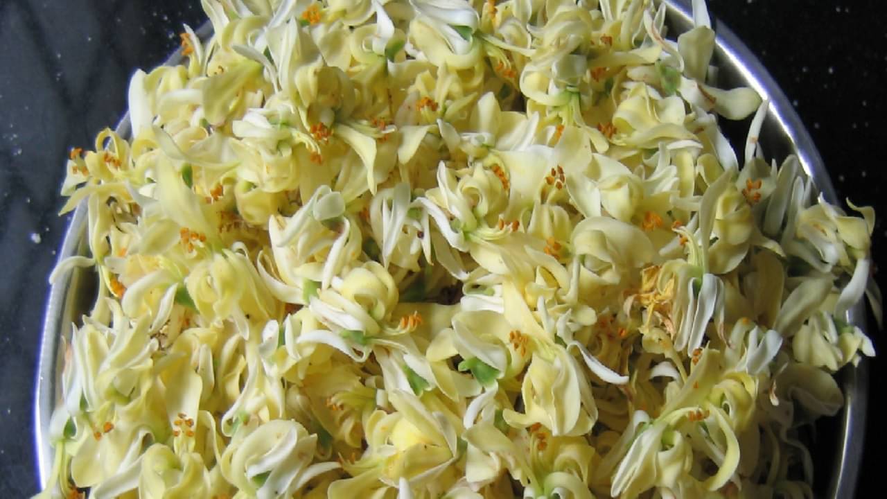 Moringa flower : এই তো সময়! সজনে ফুলের বড়াতেই শহুরে জীবনে নামে বসন্তের আমেজ