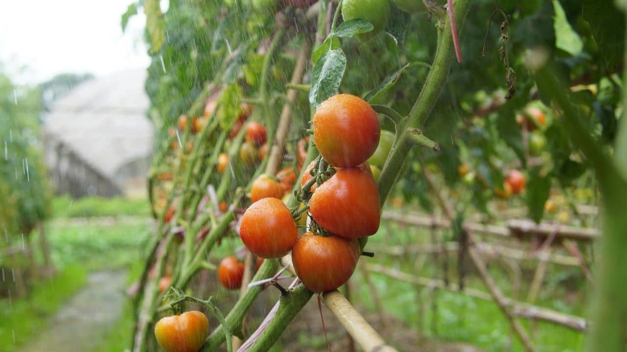 Tomato Price Fall: এত সস্তা টমেটো! আসল কারণ জানলে হাসি নয়, চোখে জল আসবে আপনারও...
