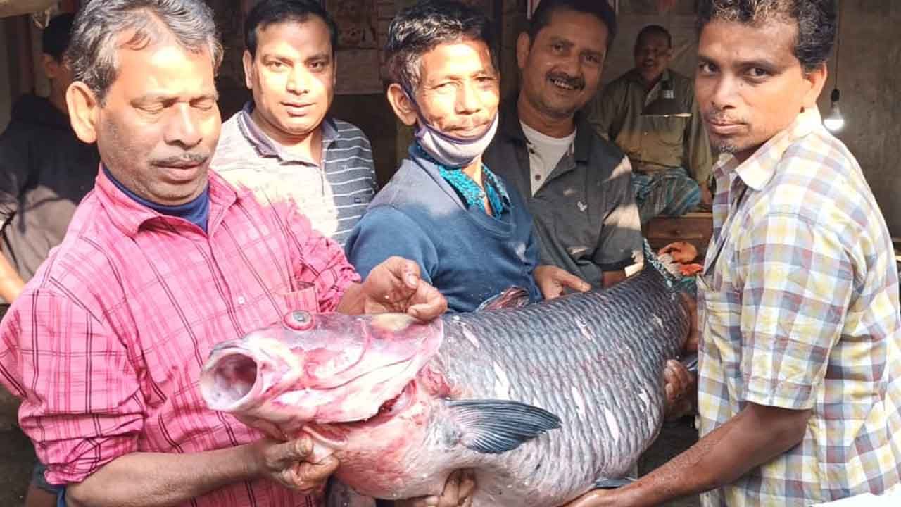 রাজেশ শা বলেন, আগে এই মাছ পাওয়া যেত। কিন্তু এখন আর দেখা পাওয়া যায়না। আমি প্রায় তিন বছর পর এত বড় ওজনের বিরল এই মাছ আমার দোকানে আনলাম। আনা মাত্রই বুকিং হয়ে গিয়েছে। আমি ৪৫০ টাকা কিলো দরে কিনেছি। ৮০০ টাকা কিলো দরে বিক্রি করছি। 