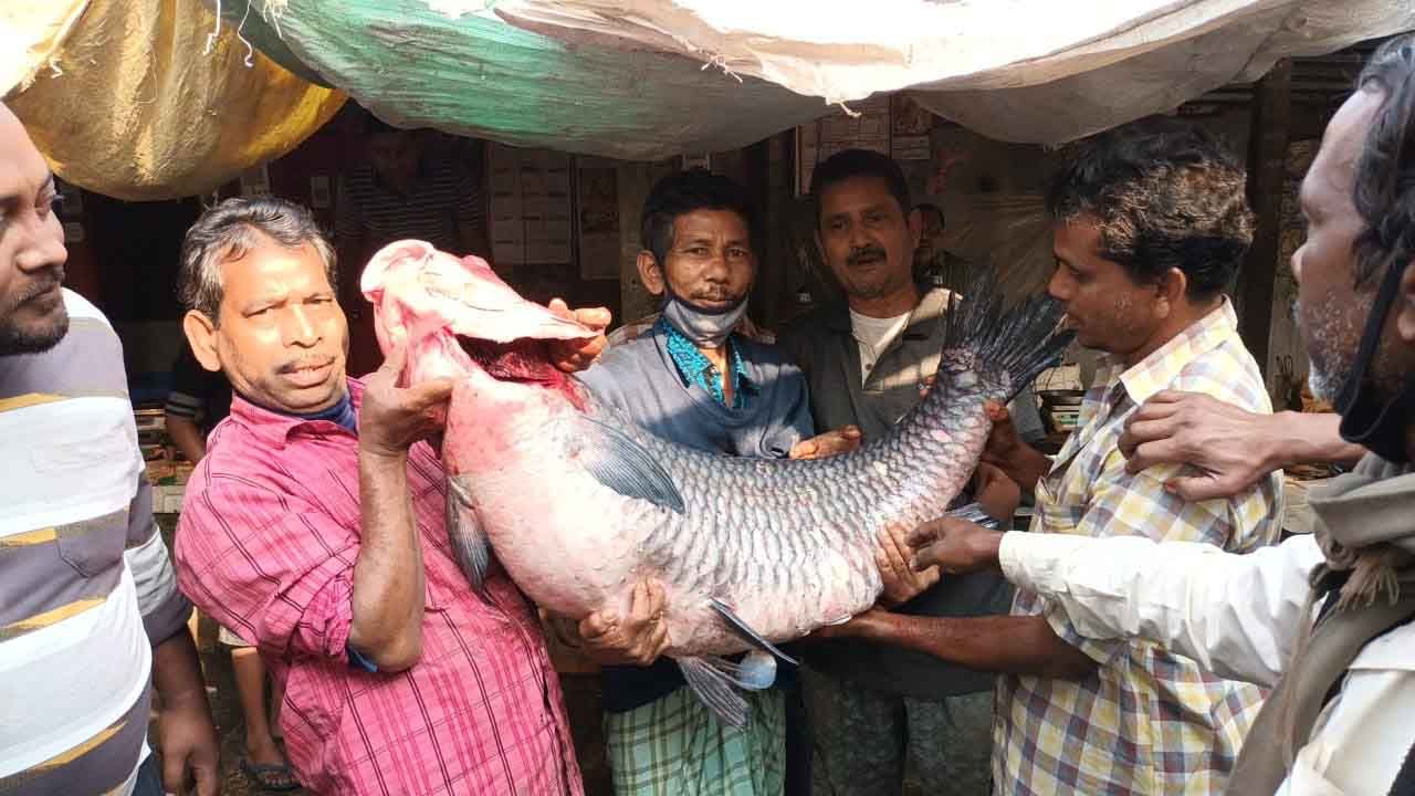 বড় আকারের এমন মাছ কবে শেষ দেখা গিয়েছে, তা মনে করতে পারছেন না অনেকেই। দূষণের জেরে এমন মাছের অস্তিত্ব নিয়েই সঙ্কট তৈরি হয়েছে। বিশেষত তিস্তা নদীর দূষণ মাছের বংশ বিস্তারের পথে বাধা হয়ে দাঁড়াচ্ছে বলে মনে করেন পরিবেশবিদরা। তবে শনিবার যে বিশাল আকারের মাছ জালে উঠল, তা দেখতে ভিড় জমালেন অনেকেই। বাজারে বিক্রিও হল মাছ। জলপাইগুড়িতে ধরা পড়ল ৩৫ কিলোর মহা শোল মাছ। 