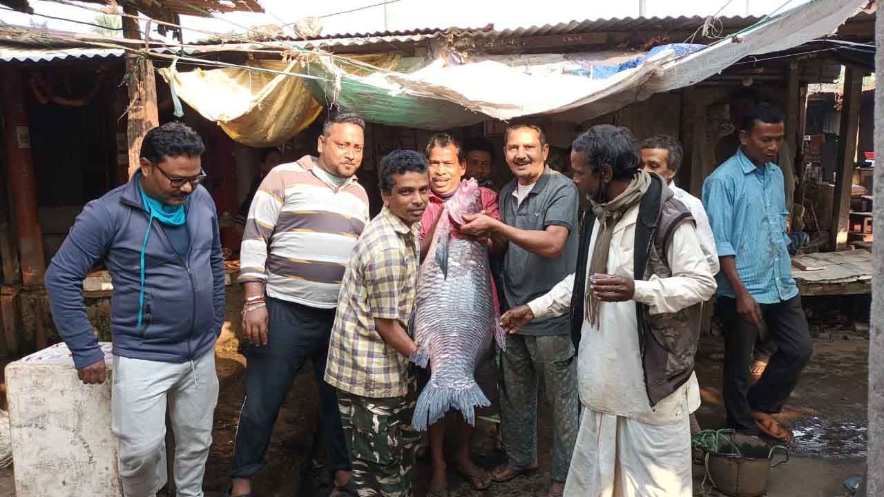 তিস্তা নদী থেকে মাছটিকে ধরার পর সেটিকে নিয়ে মৎস্যজীবীরা চলে যান জলপাইগুড়ি দিন বাজারের মাছের আড়তে। এরপর সেখান হয় মাছের নিলাম। ৪৫০ টাকা প্রতি কেজি দরে নিলামে মাছটি কিনে নেন জলপাইগুড়ি স্টেশন বাজারের মাছ ব্যাবসায়ী রাজেশ শা। 