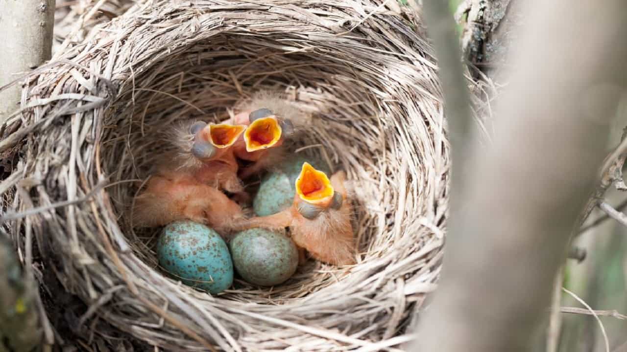 Birds Laying Eggs Earlier: জলবায়ুর পরিবর্তনে সময়ের আগেই ডিম পাড়ছে পাখিরা, বিজ্ঞানীদের গবেষণায় চরম বিপদের ইঙ্গিত! Birds Laying Eggs Earlier: জলবায়ুর পরিবর্তনে সময়ের আগেই ডিম পাড়ছে পাখিরা, বিজ্ঞানীদের গবেষণায় চরম বিপদের ইঙ্গিত!