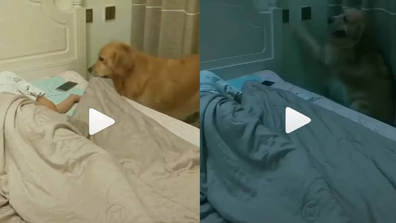 Viral Video: নিদ্রা গিয়েছেন মালিক! হাত থেকে ফোন সরিয়ে, কম্বল টেনে, লাইট নিভিয়ে দিল কেয়ারিং পোষ্য কুকুর