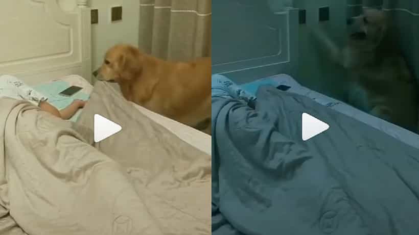 Viral Video: নিদ্রা গিয়েছেন মালিক! হাত থেকে ফোন সরিয়ে, কম্বল টেনে, লাইট নিভিয়ে দিল কেয়ারিং পোষ্য কুকুর