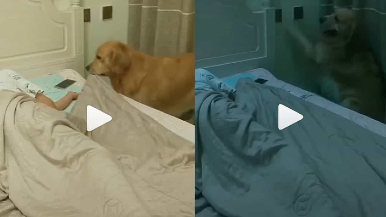 Viral Video: নিদ্রা গিয়েছেন মালিক! হাত থেকে ফোন সরিয়ে, কম্বল টেনে, লাইট নিভিয়ে দিল 'কেয়ারিং' পোষ্য কুকুর Viral Video: নিদ্রা গিয়েছেন মালিক! হাত থেকে ফোন সরিয়ে, কম্বল টেনে, লাইট নিভিয়ে দিল 'কেয়ারিং' পোষ্য কুকুর