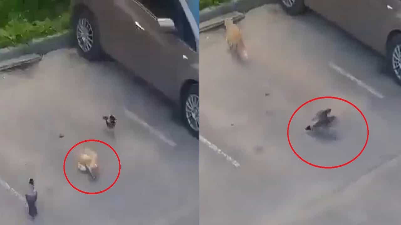 Viral Video: বিড়ালকে ঠকিয়ে বন্ধুর জন্য খাবারের ব্যবস্থা করে দিল চতুর কাক! একেই বলে টিমওয়ার্ক, দাবি নেটিজেনদের