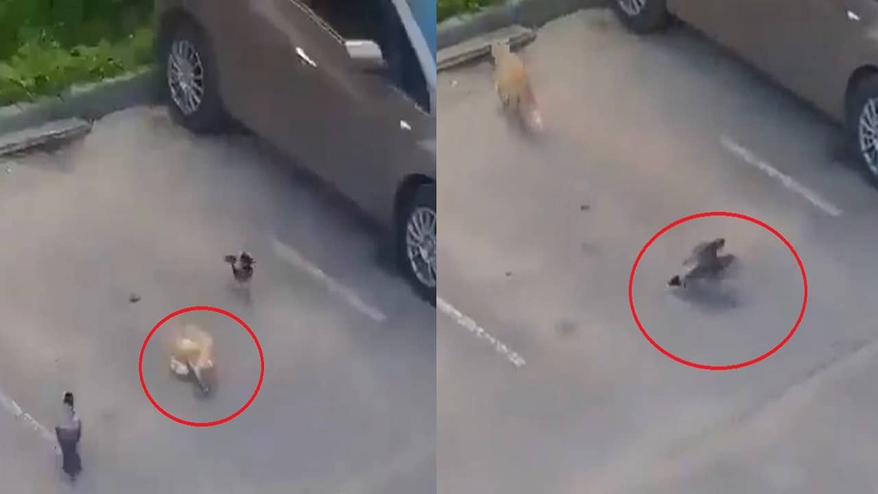 Viral Video: বিড়ালকে ঠকিয়ে বন্ধুর জন্য খাবারের ব্যবস্থা করে দিল চতুর কাক! একেই বলে টিমওয়ার্ক, দাবি নেটিজেনদের