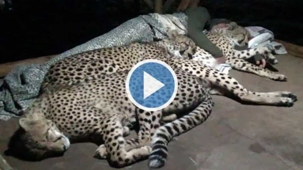 Viral Video: তিন চিতাকে জড়িয়ে ধরে নিশ্চিন্তে ঘুম, ভিডিয়ো দেখে ঘুম উড়ল নেটিজেনদের!