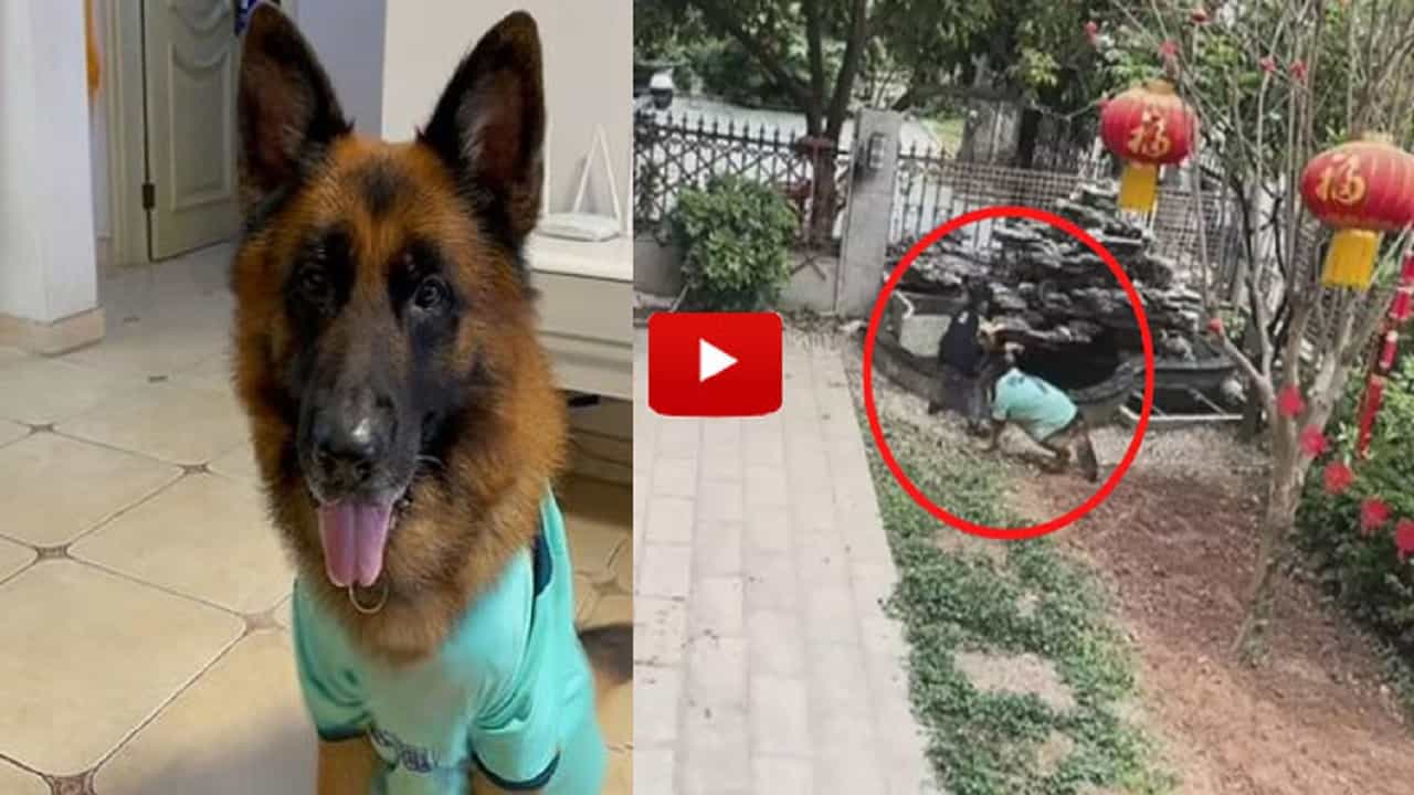 Viral Video: পুকুরে পড়ে যাওয়া থেকে বাচ্চা ছেলেকে বাঁচাল পোষ্য কুকুর, খুঁজে আনল হারানো বল, নেটিজেনরা অবাক!