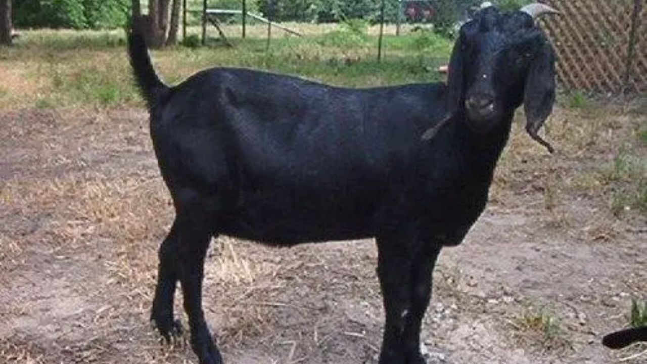 Goat Raped: বর্বরোচিত ঘটনা! যৌন লালসার শিকার গর্ভবতী ছাগল, শুনলে চমকে যাবেন...