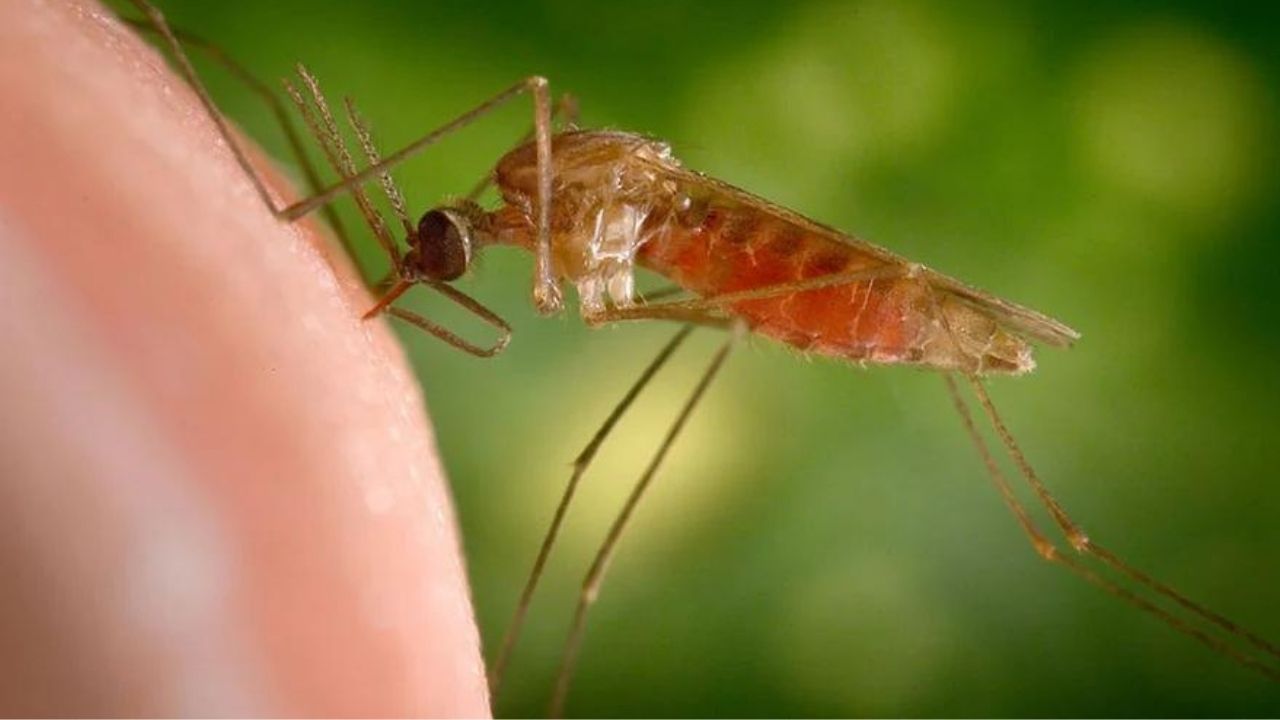 Dengue: ডেঙ্গিতে বিপজ্জনক তালিকায় রাজ্যে ৪৩ পুরসভা! জেনে নিন কোন জেলায় ভয় সবথেকে বেশি?