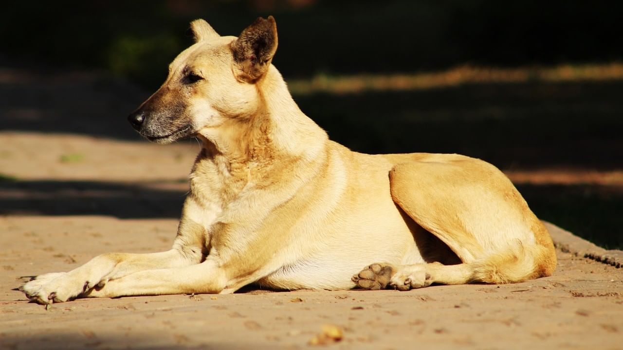 Dog Deaths : কী নৃশংস! কুকুর মৃত্যুতে ফিরে এল এনআরএস-র স্মৃতি, নিন্দার ঝড় পশুপ্রেমীদের