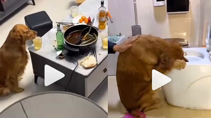 Viral Video: এক বোতল বিয়ার চেটে পুটে সাফ করে দিল পোষ্য কুকুর! নেশাতুর অবস্থায় শেষে কোমডে ঝিমুনি