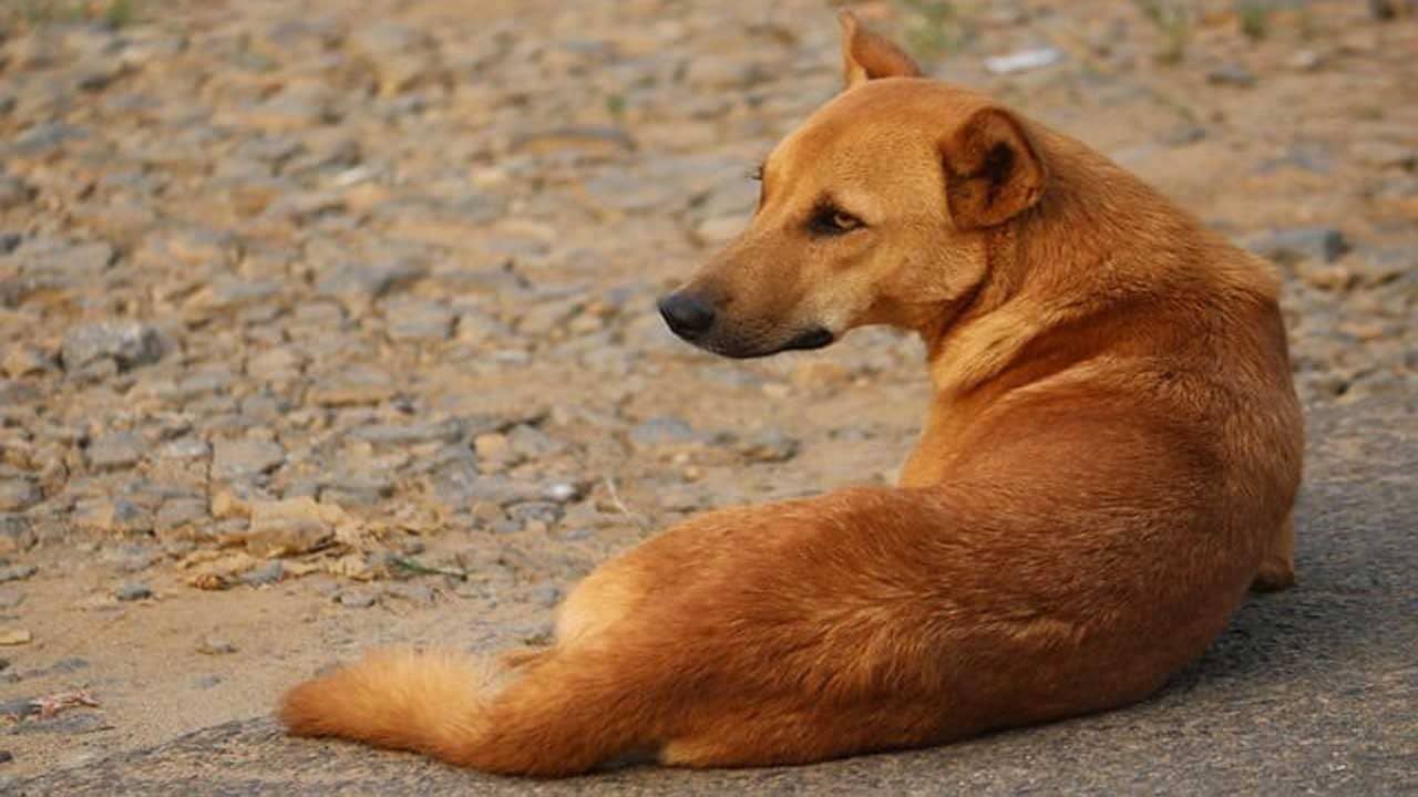 Viral Video: কুকুরছানাদের পরম যত্নে খাওয়াচ্ছিলেন মহিলা, মা-কুকুরের ধন্যবাদ প্রকাশ দেখে মুগ্ধ নেট দুনিয়া