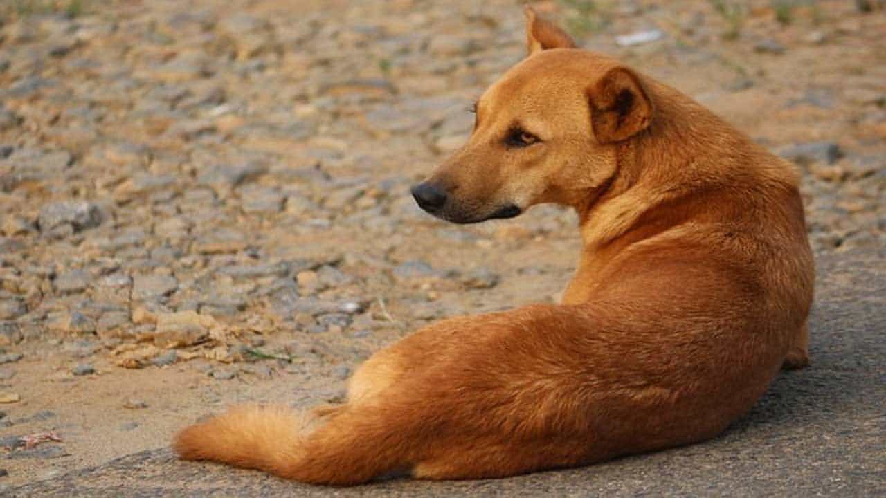 Viral Video: কুকুরছানাদের পরম যত্নে খাওয়াচ্ছিলেন মহিলা, মা-কুকুরের 'ধন্যবাদ' প্রকাশ দেখে মুগ্ধ নেট দুনিয়া