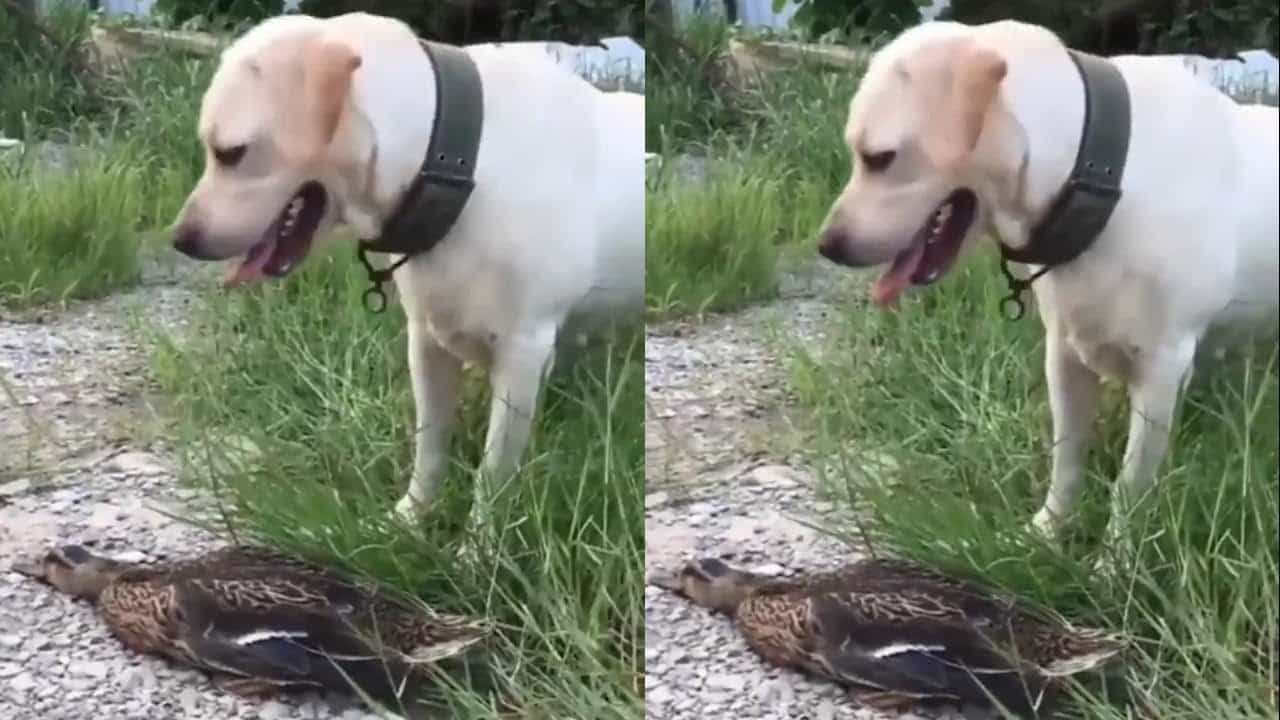 Viral Video: কুকুরের হানা থেকে বাঁচতে মরে যাওয়ার অভিনয় হাঁসের, ভিডিয়ো নেটাগরিকদের মন জিতল! Viral Video: কুকুরের হানা থেকে বাঁচতে মরে যাওয়ার অভিনয় হাঁসের, ভিডিয়ো নেটাগরিকদের মন জিতল!