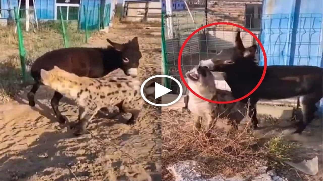 Viral Video: পিছন থেকে হায়নার হানা, চলল সেয়ানে সেয়ানে টক্কর, বুদ্ধির জোরে যুদ্ধে বাজিমাত করল গাধা! Viral Video: পিছন থেকে হায়নার হানা, চলল সেয়ানে সেয়ানে টক্কর, বুদ্ধির জোরে যুদ্ধে বাজিমাত করল গাধা!