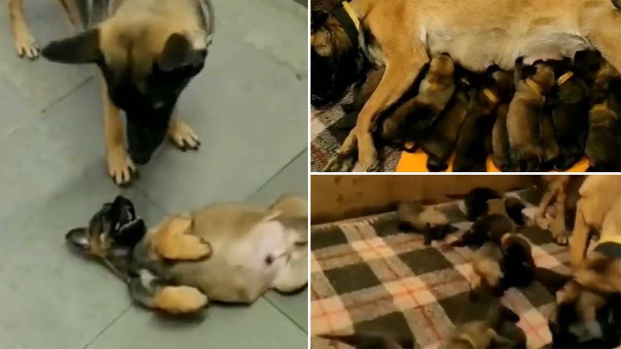 Viral Video: ১৩ সন্তানের মা হয়েছে আইটিবিপি- র যোদ্ধা সারমেয় জুলি, মা-সন্তানের খুনসুটির মিষ্টি মুহূর্ত ভাইরাল সোশ্যাল মিডিয়ায়