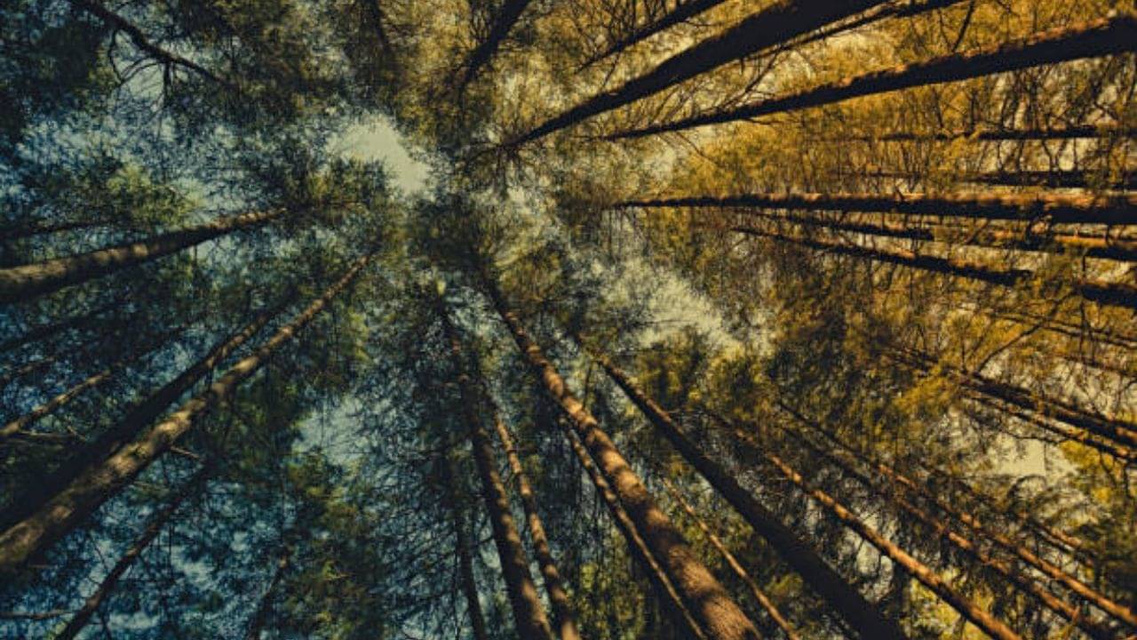 International Forest Day: আন্তর্জাতিক অরণ্য দিবসে আপনার জন্য খোঁজ রইল ভারতের জনপ্রিয় ৫টি জাতীয় উদ্যানের