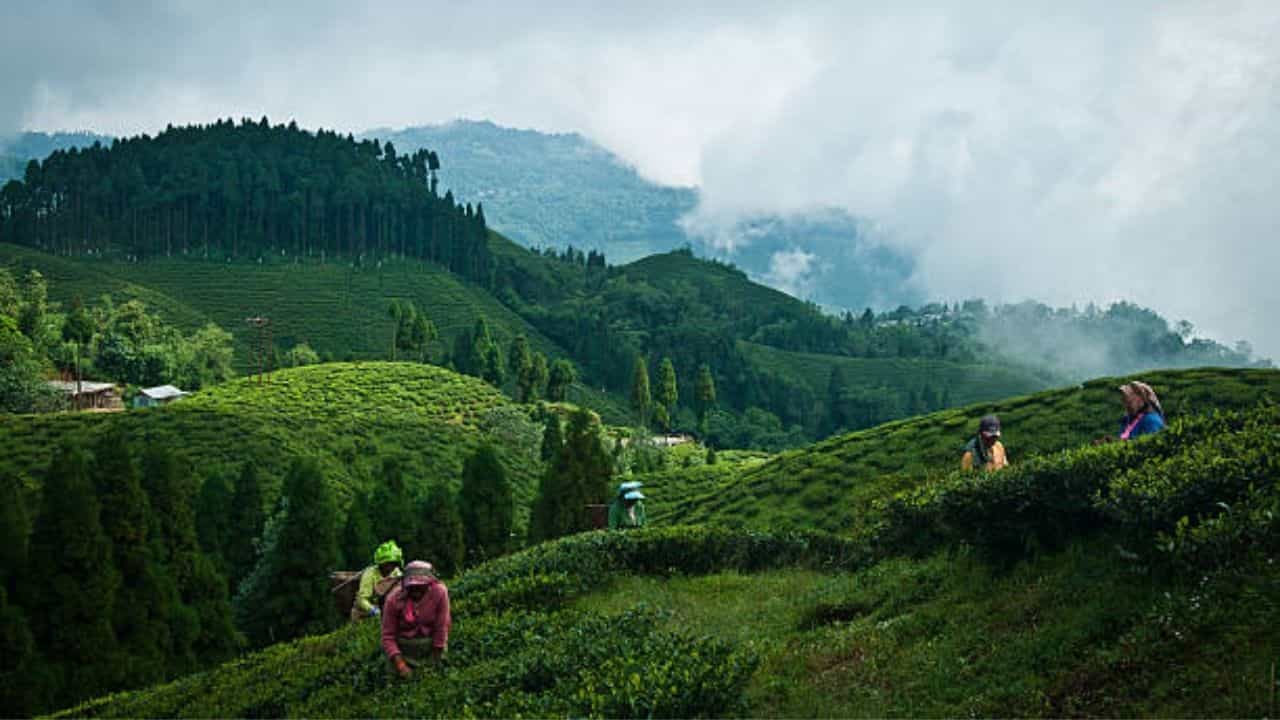 Kurseong: হাতে মাত্র দু' দিনের ছুটি? ঘুরে আসুন পাহাড়ি গ্রাম মালদিরাম Kurseong: হাতে মাত্র দু' দিনের ছুটি? ঘুরে আসুন পাহাড়ি গ্রাম মালদিরাম