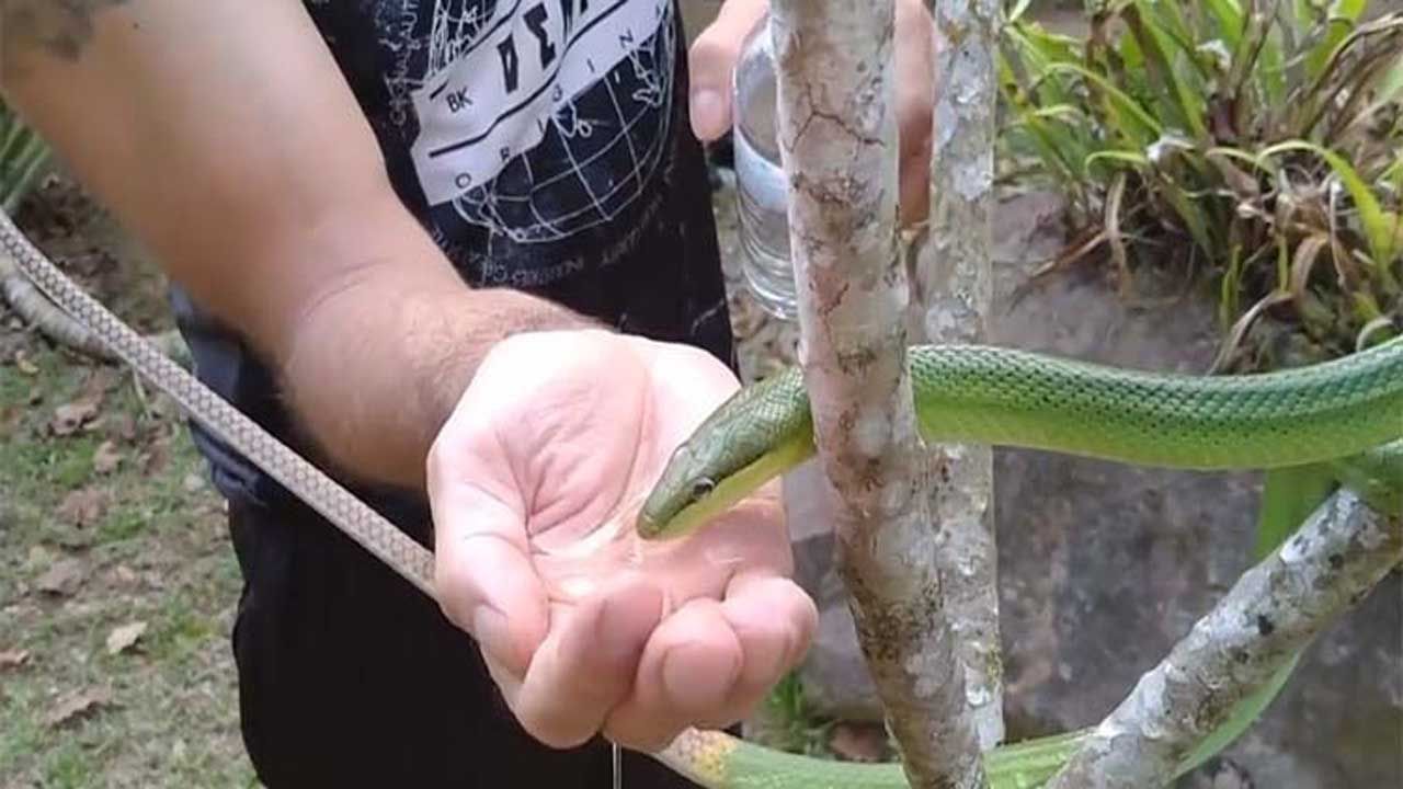 Viral Video: তৃষ্ণার্ত সাপকে জল খাওয়াচ্ছেন যুবক! 'উদারতা' দেখে মুগ্ধ নেট দুনিয়া