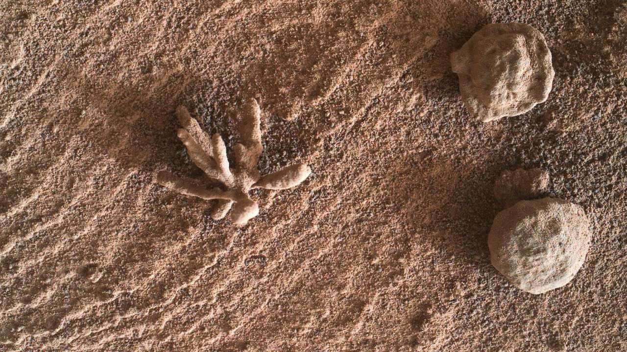 Flower on Mars: ফুল ফুটেছে মঙ্গলের বুকে! লালগ্রহের পৃষ্ঠদেশে রুক্ষ-পাথুরে ফুল, কীভাবে সৃষ্টি হয়েছে এই গঠন?