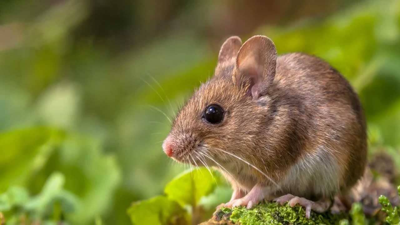 Viral Video: ছোট্ট ইঁদুরকে গাড়ি চাপা পড়া থেকে বাঁচাল বুদ্ধিমান কাক! দেখুন ভাইরাল ভিডিয়ো