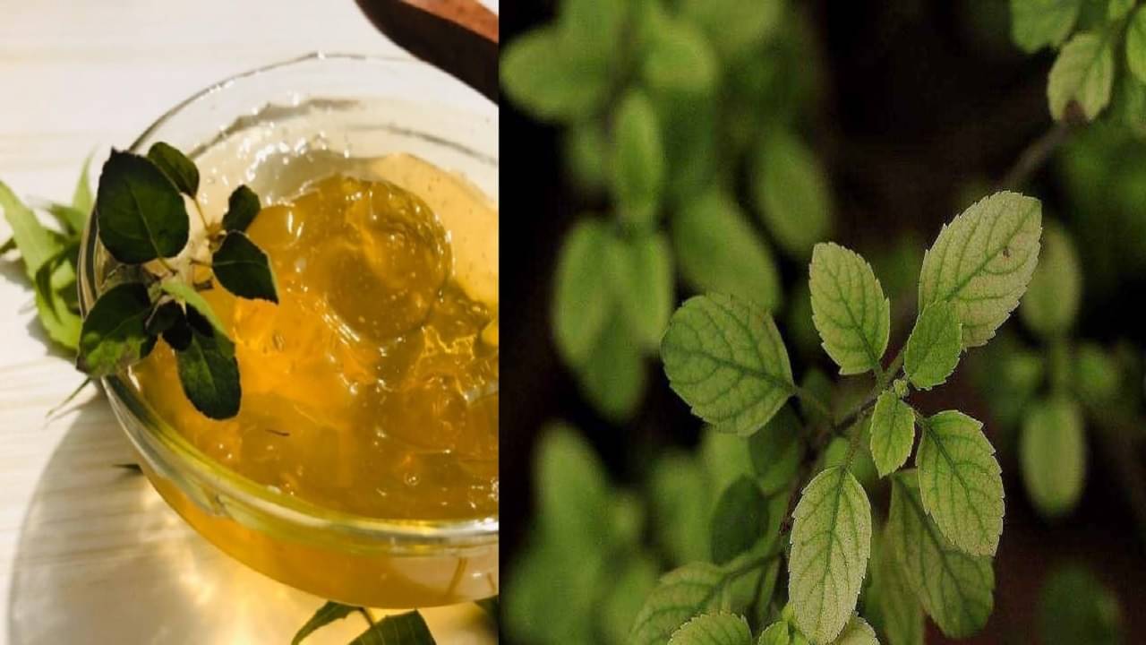 Acne Pimples: অ্যাকনে, ব্রণর সমস্যায় দারুণ কাজ করে এই নিম-তুলসী-অ্যালোভেরার মিশ্রণ! দেখে নিন কী ভাবে বানাবেন