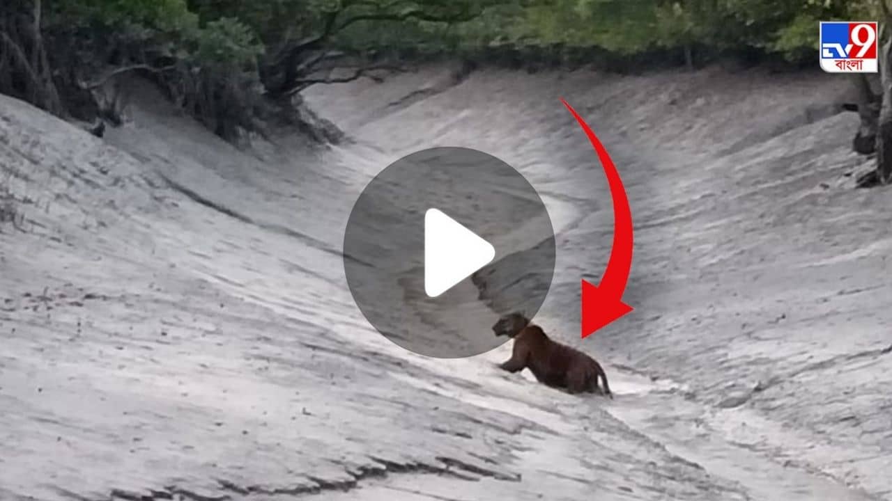 ভিডিয়ো: ভরা বসন্তে ফের দর্শন রয়্যালের, দোলের দিন বাঘ দেখে আত্মহারা পর্যটকরা