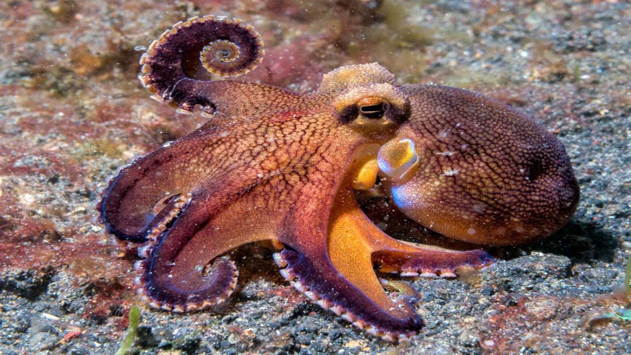 Octopus: অক্টোপাসের পূর্বপুরুষদের বাস ডায়নোসর যুগেরও আগে! নতুন জীবাশ্ম আবিষ্কার করেছেন বিজ্ঞানীরা