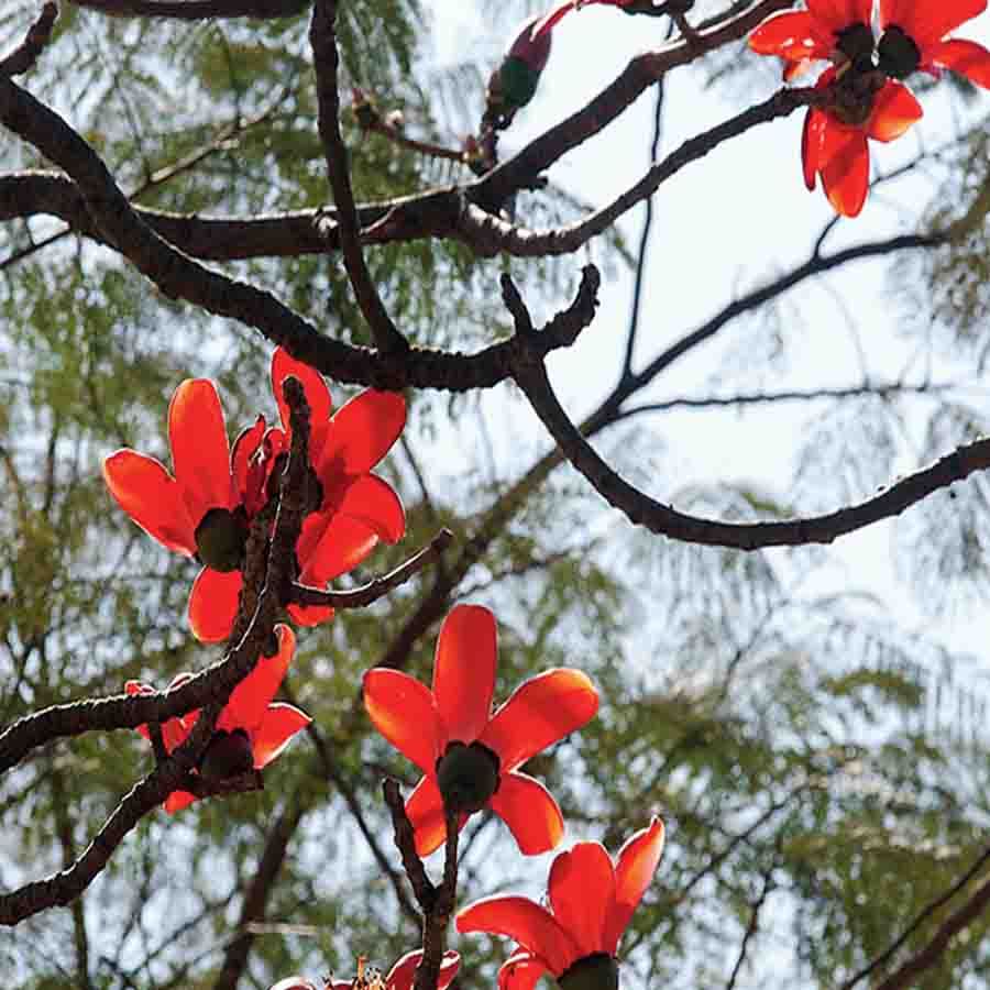 পেটের সমস্যা, অর্থাৎ ডায়ারিয়ার মোক্ষম দাওয়াই পলাশ ফুল।