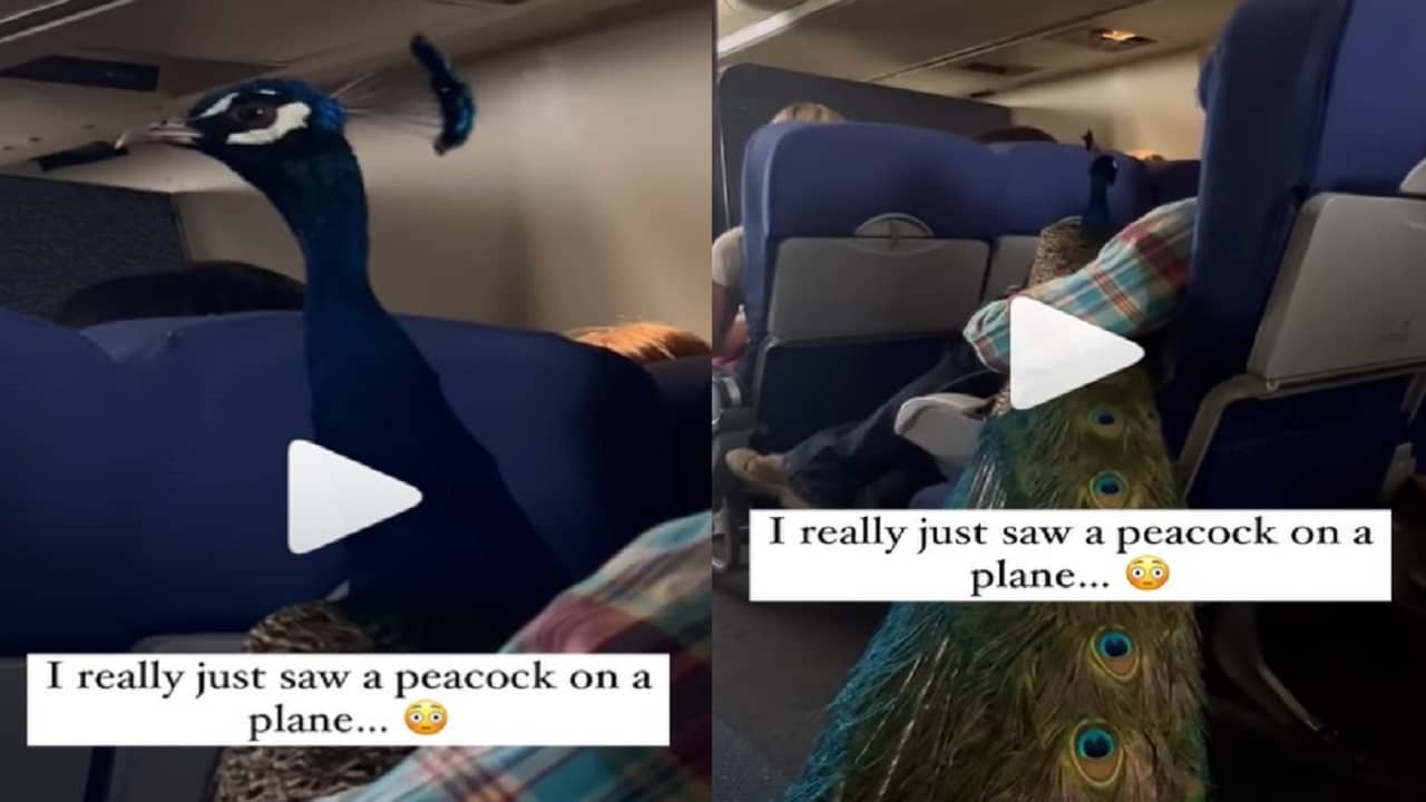 Viral Video: পোষ্য ময়ূরকে কোলে নিয়ে প্লেনে চড়লেন মহিলা! যদি নাচতে শুরু করে দেয়, আশঙ্কা নেটিজেনদের