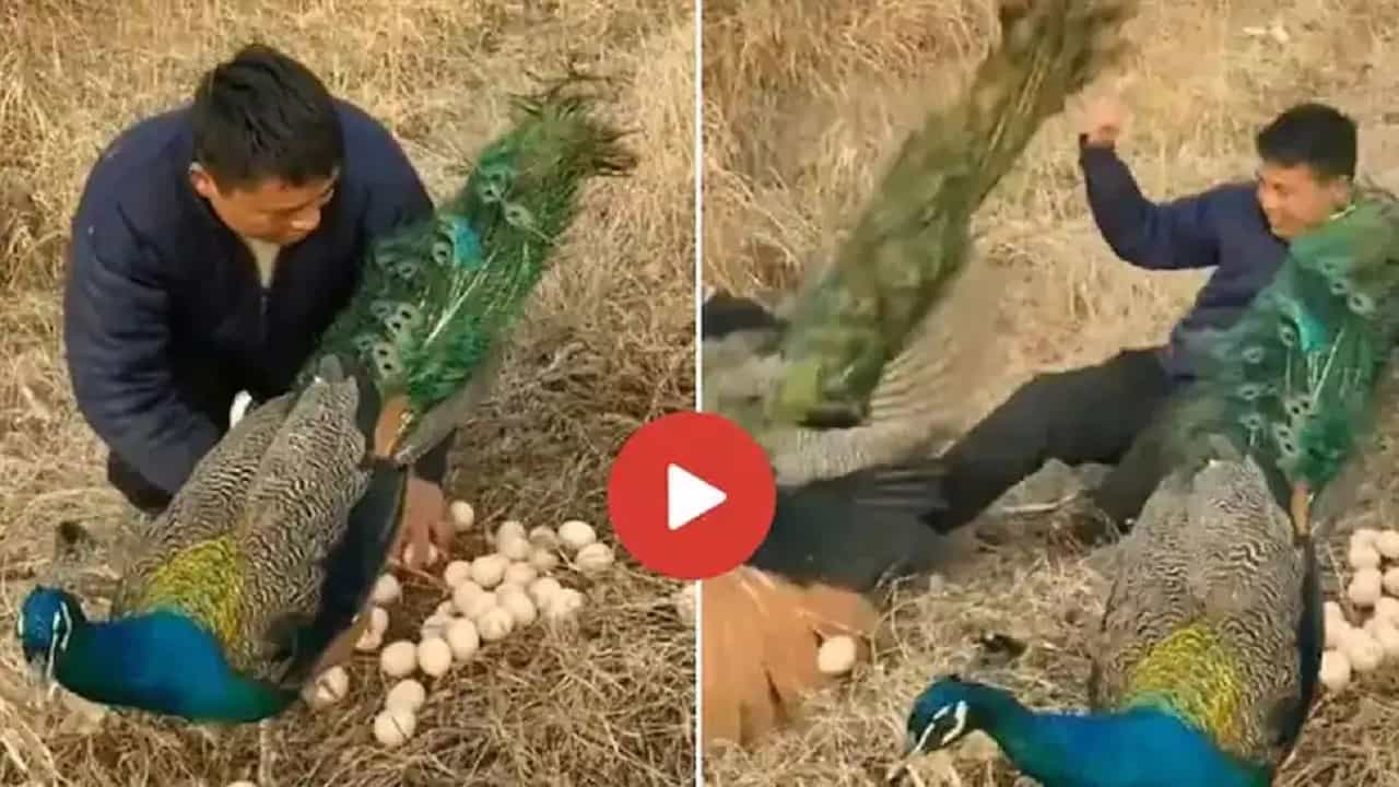 Viral Video: ময়ূরের ডিম চুরি করতে আসার পরিণাম, যা ঘটল জীবনে ভুলবেন না ইনি! Viral Video: ময়ূরের ডিম চুরি করতে আসার পরিণাম, যা ঘটল জীবনে ভুলবেন না ইনি!