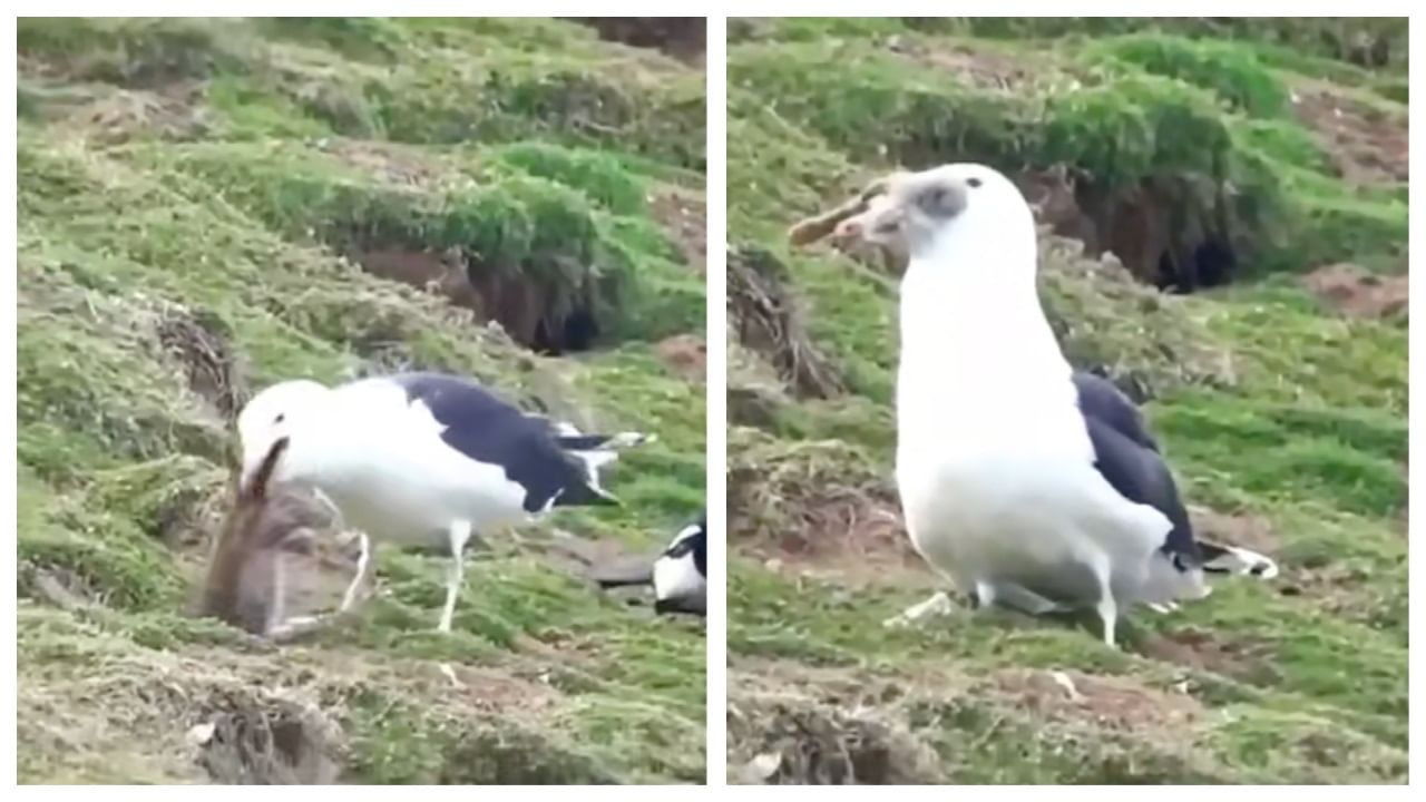 Viral Video: গর্ত থেকে বের করে জ্যান্ত খরগোশকে গিলে খেয়ে নিল সিগাল, ভিডিয়ো ব্যাপক ভাইরাল!