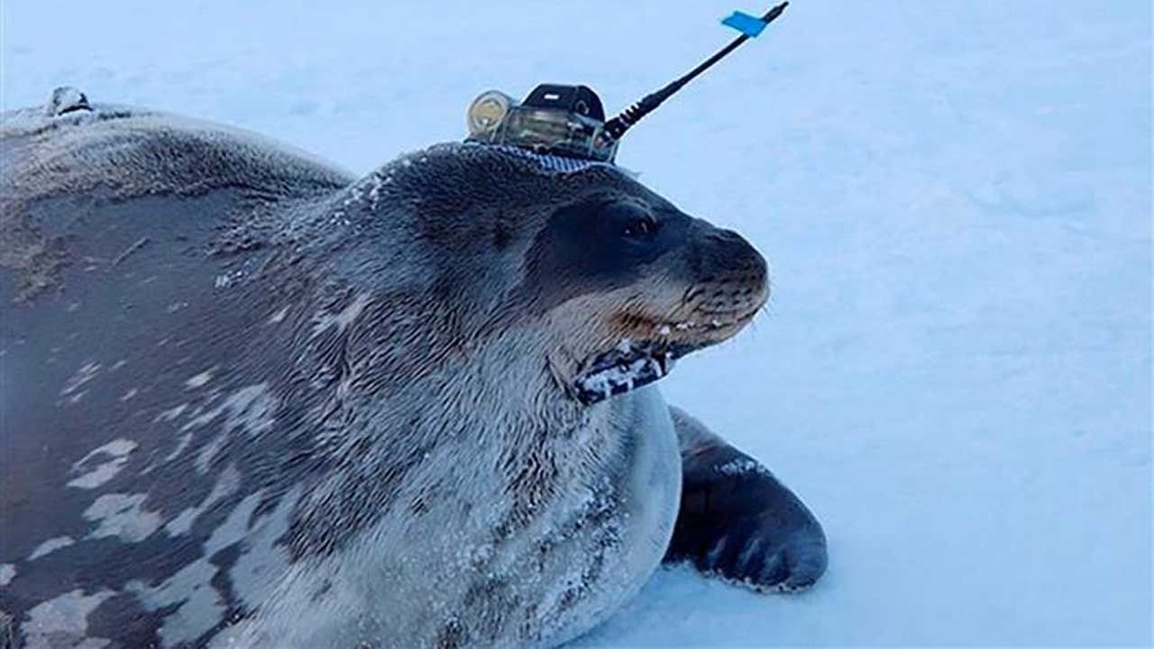 Weddell Seals: আন্টার্কটিকার বরফের নীচে হিমশীতল জলে অভিযান চালাবে সিল মাছ! অভিনব উদ্যোগ জাপানের গবেষকদের