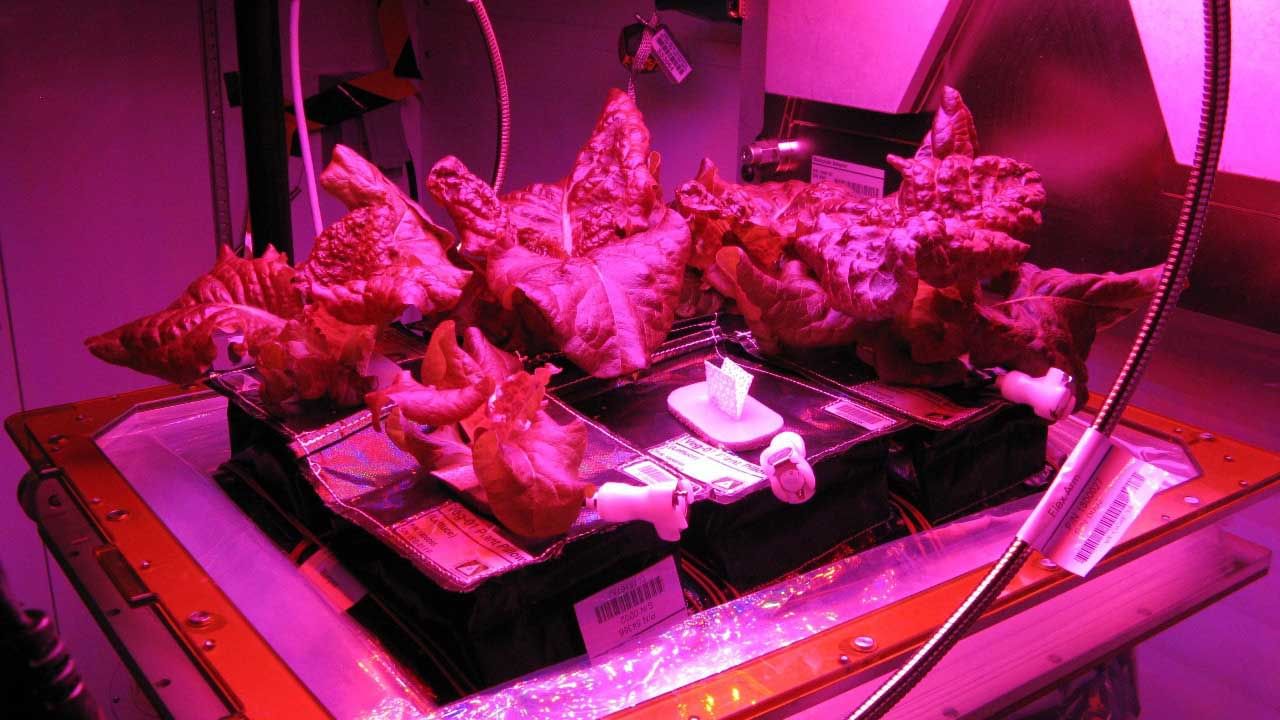 Space Lettuce: লেটুস পাতার ফলন মহাকাশে! ভাল রাখবে নভশ্চরদের হাড়ের গঠন