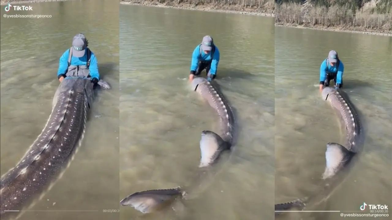 Sturgeon Fish Viral Video: He is not a fish! Fisherman caught a live dinosaur, age 100 years, weight 250 kg Canadian Fisherman Catches 10 And Half Feet Long Sturgeon Fish Or Living