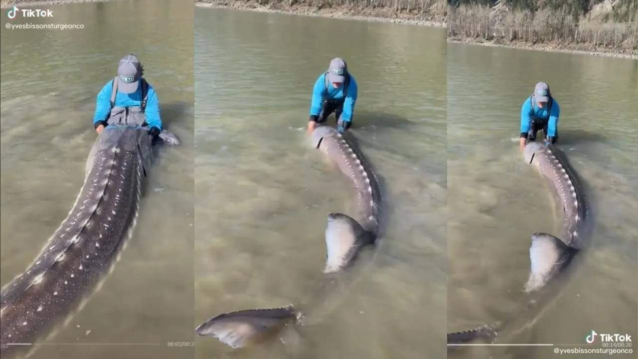 Sturgeon Fish Viral Video: মাছ নয় সে! জীবন্ত ডাইনোসর ধরলেন মৎস্যজীবী, বয়স ১০০ বছর, ওজন ২৫০ কেজি
