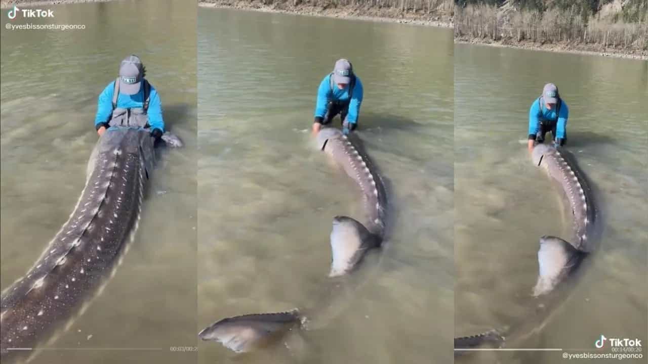 Sturgeon Fish Viral Video: মাছ নয় সে! জীবন্ত ডাইনোসর ধরলেন মৎস্যজীবী, বয়স ১০০ বছর, ওজন ২৫০ কেজি