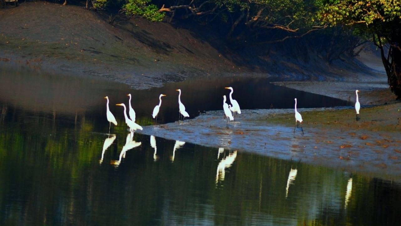 Sundarbans: পর্যটকদের জন্য সুখবর! দেশের অন্যতম পর্যটন কেন্দ্র গড়ে তুলতে ঢেলে সাজছে সুন্দরবন
