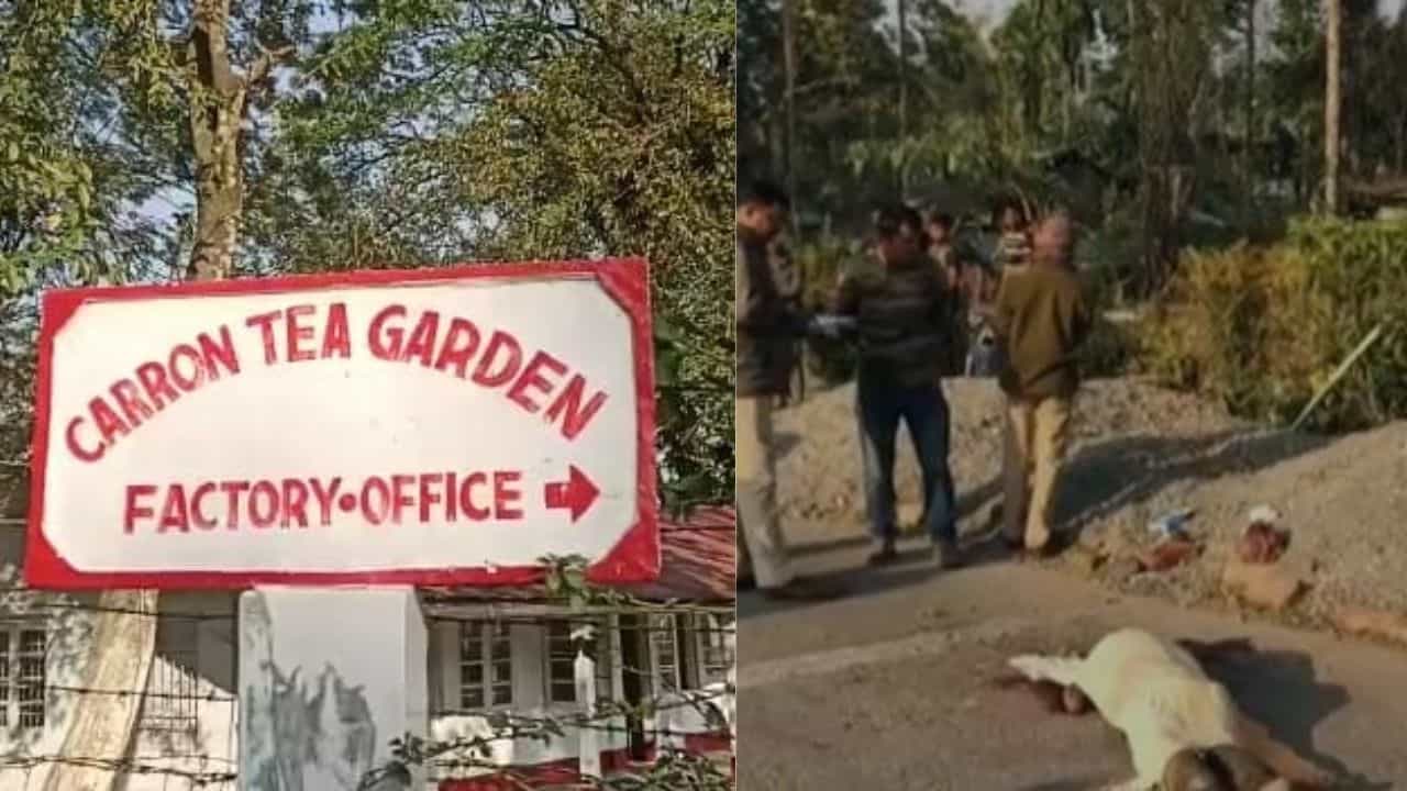 Jalpaiguri Deadbody Recover: চা বাগান থেকে গড়িয়ে যাচ্ছে রক্ত, মাটিতে নিথর অবস্থায় পড়ে 'মহিষাসুরের' বংশধর Jalpaiguri Deadbody Recover: চা বাগান থেকে গড়িয়ে যাচ্ছে রক্ত, মাটিতে নিথর অবস্থায় পড়ে 'মহিষাসুরের' বংশধর